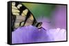 USA, Pennsylvania. Tiger Swallowtail Butterfly on Petunia Flower-Jaynes Gallery-Framed Stretched Canvas