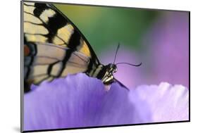 USA, Pennsylvania. Tiger Swallowtail Butterfly on Petunia Flower-Jaynes Gallery-Mounted Photographic Print