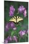 USA, Pennsylvania. Tiger Swallowtail on Delphinium Flower-Jaynes Gallery-Mounted Photographic Print