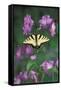 USA, Pennsylvania. Tiger Swallowtail on Delphinium Flower-Jaynes Gallery-Framed Stretched Canvas