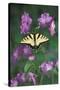 USA, Pennsylvania. Tiger Swallowtail on Delphinium Flower-Jaynes Gallery-Stretched Canvas