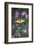 USA, Pennsylvania. Tiger Swallowtail on Delphinium Flower-Jaynes Gallery-Framed Photographic Print