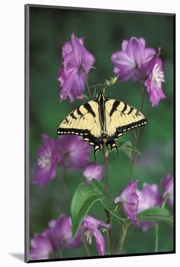 USA, Pennsylvania. Tiger Swallowtail on Delphinium Flower-Jaynes Gallery-Mounted Photographic Print