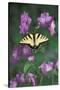 USA, Pennsylvania. Tiger Swallowtail on Delphinium Flower-Jaynes Gallery-Stretched Canvas