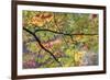 USA, Pennsylvania. Tree Branch in Autumn Light-Jaynes Gallery-Framed Premium Photographic Print