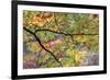 USA, Pennsylvania. Tree Branch in Autumn Light-Jaynes Gallery-Framed Premium Photographic Print