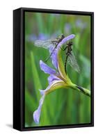 USA, Pennsylvania. Two Dragonflies on Iris Flower-Jaynes Gallery-Framed Stretched Canvas