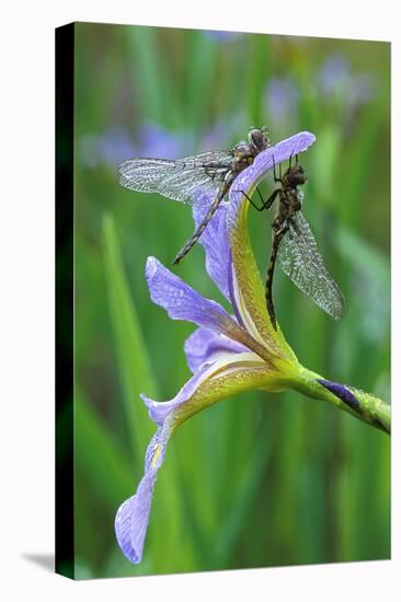 USA, Pennsylvania. Two Dragonflies on Iris Flower-Jaynes Gallery-Stretched Canvas