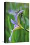 USA, Pennsylvania. Two Dragonflies on Iris Flower-Jaynes Gallery-Stretched Canvas