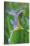 USA, Pennsylvania. Two Dragonflies on Iris Flower-Jaynes Gallery-Stretched Canvas