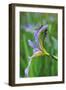 USA, Pennsylvania. Two Dragonflies on Iris Flower-Jaynes Gallery-Framed Premium Photographic Print