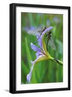 USA, Pennsylvania. Two Dragonflies on Iris Flower-Jaynes Gallery-Framed Premium Photographic Print