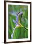 USA, Pennsylvania. Two Dragonflies on Iris Flower-Jaynes Gallery-Framed Premium Photographic Print