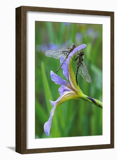 USA, Pennsylvania. Two Dragonflies on Iris Flower-Jaynes Gallery-Framed Photographic Print