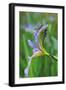 USA, Pennsylvania. Two Dragonflies on Iris Flower-Jaynes Gallery-Framed Photographic Print