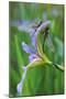 USA, Pennsylvania. Two Dragonflies on Iris Flower-Jaynes Gallery-Mounted Photographic Print