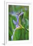 USA, Pennsylvania. Two Dragonflies on Iris Flower-Jaynes Gallery-Framed Photographic Print