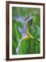 USA, Pennsylvania. Two Dragonflies on Iris Flower-Jaynes Gallery-Framed Photographic Print