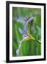 USA, Pennsylvania. Two Dragonflies on Iris Flower-Jaynes Gallery-Framed Photographic Print