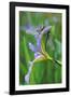 USA, Pennsylvania. Two Dragonflies on Iris Flower-Jaynes Gallery-Framed Photographic Print