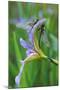 USA, Pennsylvania. Two Dragonflies on Iris Flower-Jaynes Gallery-Mounted Photographic Print