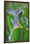 USA, Pennsylvania. Two Dragonflies on Iris Flower-Jaynes Gallery-Framed Premium Photographic Print