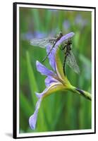 USA, Pennsylvania. Two Dragonflies on Iris Flower-Jaynes Gallery-Framed Premium Photographic Print