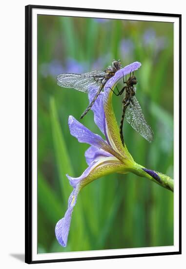 USA, Pennsylvania. Two Dragonflies on Iris Flower-Jaynes Gallery-Framed Premium Photographic Print