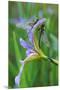 USA, Pennsylvania. Two Dragonflies on Iris Flower-Jaynes Gallery-Mounted Premium Photographic Print