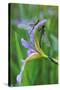 USA, Pennsylvania. Two Dragonflies on Iris Flower-Jaynes Gallery-Stretched Canvas