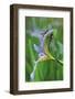 USA, Pennsylvania. Two Dragonflies on Iris Flower-Jaynes Gallery-Framed Photographic Print