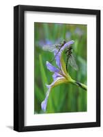 USA, Pennsylvania. Two Dragonflies on Iris Flower-Jaynes Gallery-Framed Photographic Print