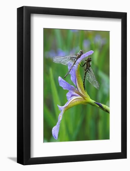 USA, Pennsylvania. Two Dragonflies on Iris Flower-Jaynes Gallery-Framed Photographic Print