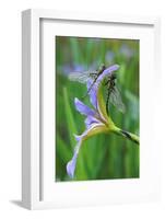 USA, Pennsylvania. Two Dragonflies on Iris Flower-Jaynes Gallery-Framed Photographic Print