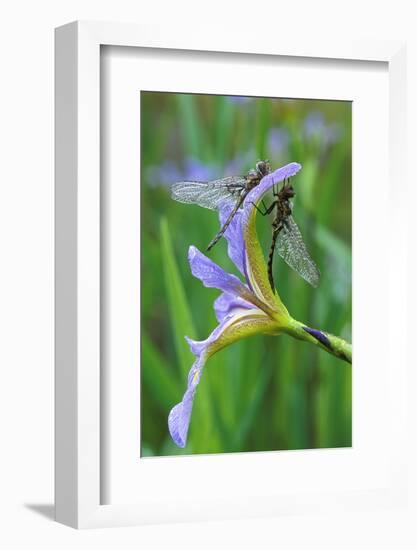 USA, Pennsylvania. Two Dragonflies on Iris Flower-Jaynes Gallery-Framed Photographic Print