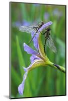 USA, Pennsylvania. Two Dragonflies on Iris Flower-Jaynes Gallery-Mounted Photographic Print