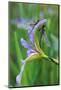 USA, Pennsylvania. Two Dragonflies on Iris Flower-Jaynes Gallery-Mounted Photographic Print