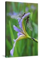 USA, Pennsylvania. Two Dragonflies on Iris Flower-Jaynes Gallery-Stretched Canvas