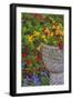 USA, Pennsylvania, Wayne, Chanticleer Garden. Flower Scenic-Jay O'brien-Framed Photographic Print