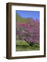 USA, Pennsylvania, Wayne, Chanticleer Garden. Tree in Bloom-Jay O'brien-Framed Photographic Print