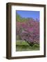 USA, Pennsylvania, Wayne, Chanticleer Garden. Tree in Bloom-Jay O'brien-Framed Photographic Print