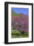 USA, Pennsylvania, Wayne, Chanticleer Garden. Tree in Bloom-Jay O'brien-Framed Photographic Print