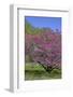 USA, Pennsylvania, Wayne, Chanticleer Garden. Tree in Bloom-Jay O'brien-Framed Photographic Print