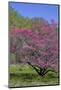 USA, Pennsylvania, Wayne, Chanticleer Garden. Tree in Bloom-Jay O'brien-Mounted Photographic Print