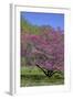 USA, Pennsylvania, Wayne, Chanticleer Garden. Tree in Bloom-Jay O'brien-Framed Photographic Print