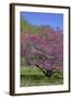 USA, Pennsylvania, Wayne, Chanticleer Garden. Tree in Bloom-Jay O'brien-Framed Photographic Print