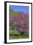 USA, Pennsylvania, Wayne, Chanticleer Garden. Tree in Bloom-Jay O'brien-Framed Photographic Print