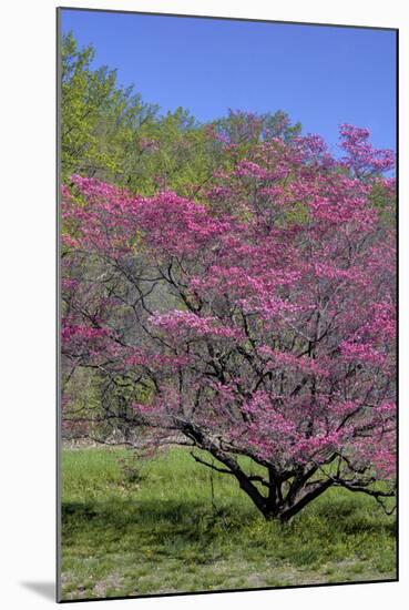 USA, Pennsylvania, Wayne, Chanticleer Garden. Tree in Bloom-Jay O'brien-Mounted Photographic Print