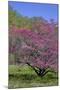 USA, Pennsylvania, Wayne, Chanticleer Garden. Tree in Bloom-Jay O'brien-Mounted Photographic Print