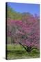 USA, Pennsylvania, Wayne, Chanticleer Garden. Tree in Bloom-Jay O'brien-Stretched Canvas